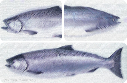 pacific-salmon.jpg